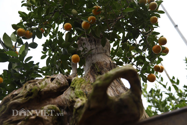 Việc tạo dáng cho cây bên những gốc gỗ lũa đã khó, khi chăm sóc lại có điểm đặc biệt riêng. Mỗi một cây lại có chế độ ủ phân tưới nước riêng. "Cây nào ăn nhiều nước nhiều phân thì phải thường xuyên chăm sóc, có những cây phải chăm sóc ít hơn, mỗi cây mỗi vẻ phải lựa sao cho phù hợp. Có những cây tưới nhiều quá úng cũng chết, thiếu nước thì quả mã cũng không được đẹp", chủ vườn quất ghép gỗ chia sẻ.