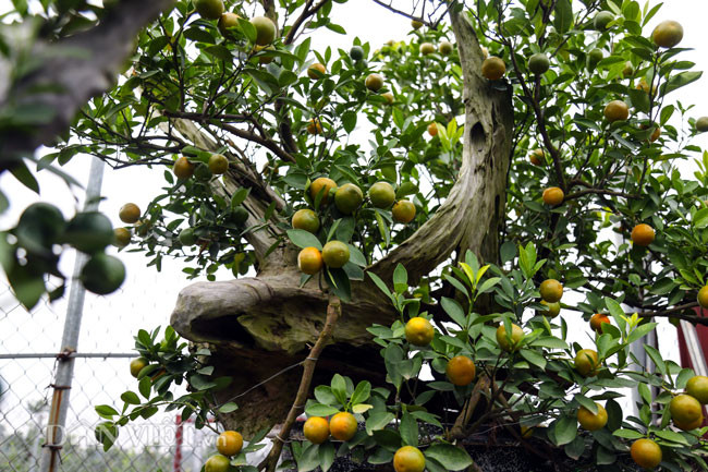 "Cây quất được trồng ghép với gỗ lũa có độ tuổi từ 2 đến 5 năm. Không phải cây nào cũng ghép được với gỗ lũa mà phải tùy từng dáng gỗ để chọn cây ghép phù hợp. Quất được ghép từ đầu năm dương lịch và tạo dáng tới cuối năm chơi là vừa đẹp", một chủ vườn tạo quất ghép gỗ lũa cho biết.