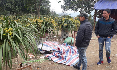 Su that sau nhung chau hoa lan hang chuc trieu dong