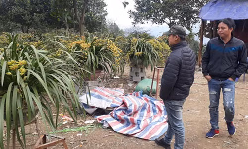 Su that sau nhung chau hoa lan hang chuc trieu dong