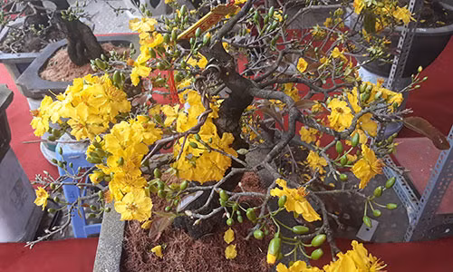 “De nhat mai vang” phuong Nam khoe sac giua Thu do-Hinh-2