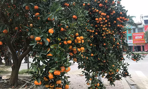 Quyt co 20 nam tuoi duoc “quat” gia ca tram trieu o Nghe An-Hinh-2