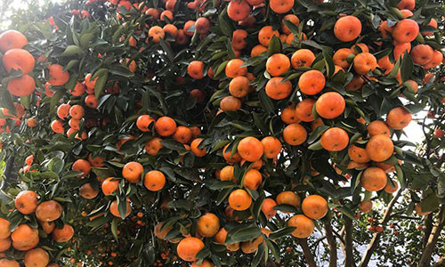 Quyt co 20 nam tuoi duoc “quat” gia ca tram trieu o Nghe An