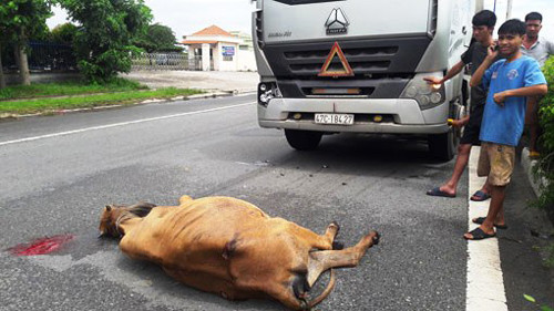 Vụ tai nạn liên quan đến bò thả rông sang đường xảy ra tại đường Điện Biên Phủ, Kkhu phố 2, phường Phú Tân, TP.Thủ Dầu Một vào ngày 13/7