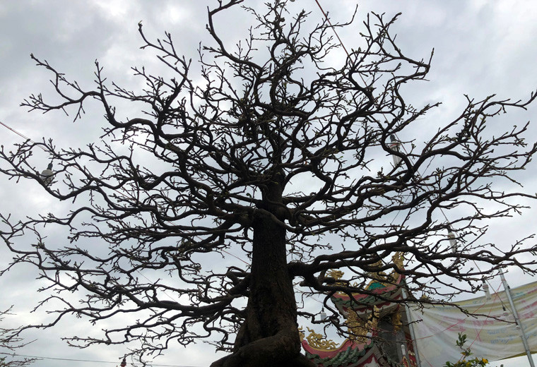 Cây mai này có giá hơn 450 triệu đồng được nghệ nhân P.B trưng bày trên đại lộ Phạm Văn Đồng. Theo ông B., nghệ nhân mai Thủ Đức, thời tiết năm nay đến thời điểm này khá thuận lợi. Mai đã bung nụ, chắc chắn sẽ nở đúng dịp Tết (đầu tháng 2 dương lịch tới).