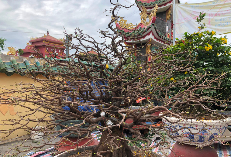 Hàng trăm cây mai có giá trị lớn đang khoe nụ trên tuyến đại lộ đẹp nhất TP HCM trong những ngày giáp Tết nguyên đán.