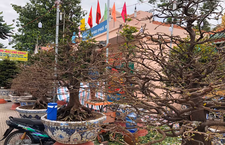 Những chậu mai có giá gần nửa tỉ đồng trên đại lộ Phạm Văn Đồng.