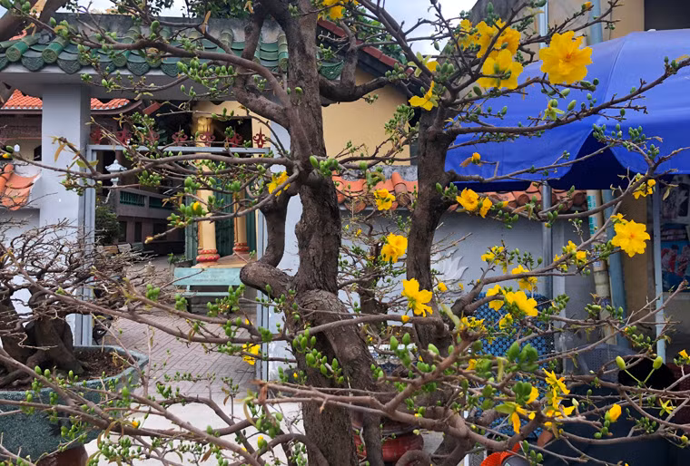 Nhiều khách không khỏi ấn tượng với những cây mai có giá hàng trăm triệu đồng khoe sắc trên đại lộ.