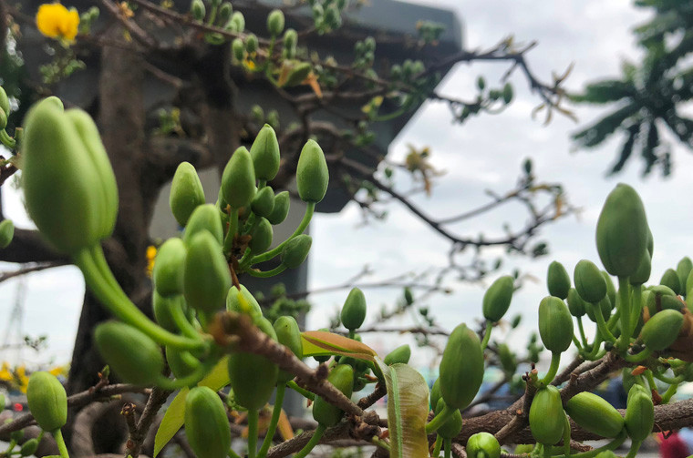 Không khí Tết nguyên đán đang rộn ràng khắp nơi.