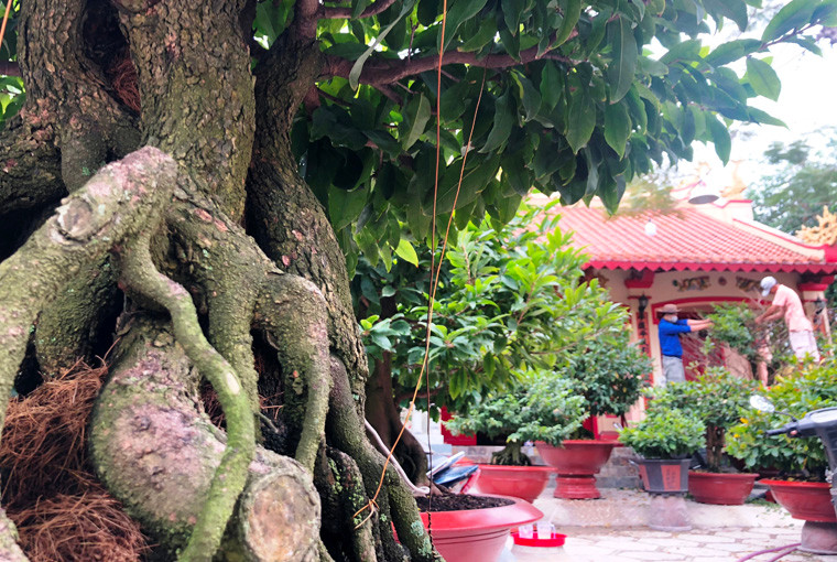 Một cây mai có gốc "khủng" được bày bán trên đại lộ ở TP HCM.