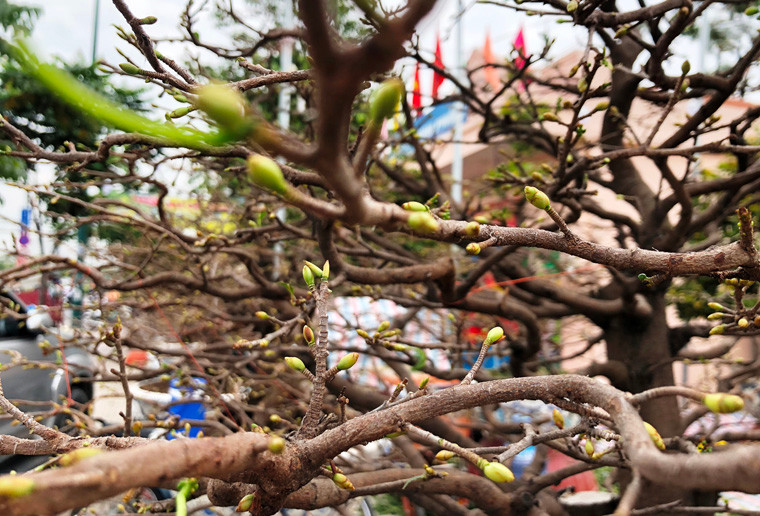 Hàng trăm cây mai đã bung nụ, tạo không khí Tết như đến rất gần. 