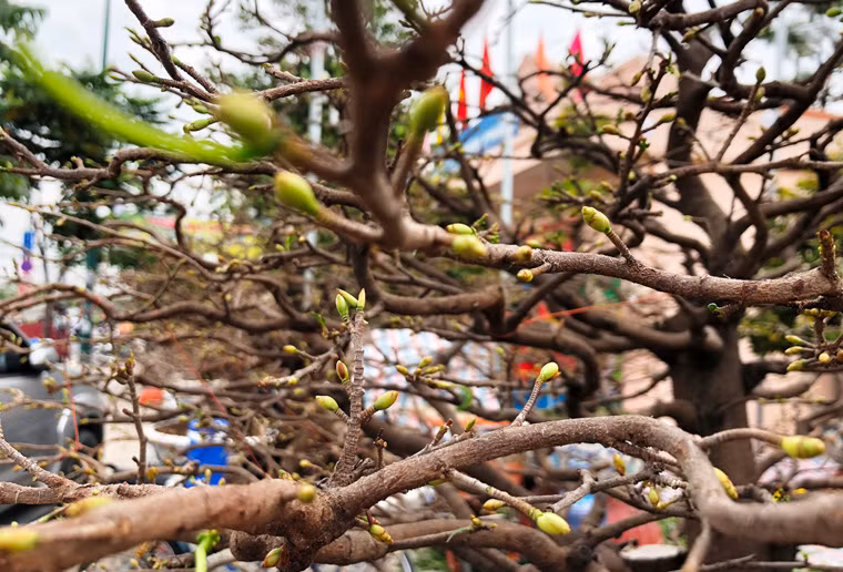 Hàng trăm cây mai đã bung nụ, tạo không khí Tết như đến rất gần. 