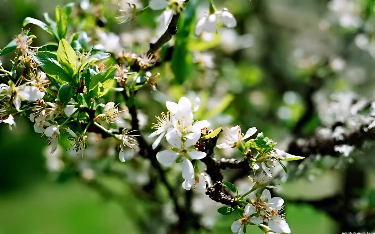 Sau này nhạc sỹ Trần Tiến đã phổ thơ Phố ta thành bài hát Chim sẻ tóc xù rất nổi tiếng. 