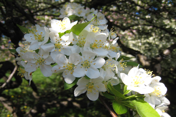 Hình ảnh cây táo được nhắc lại ở khổ cuối cùng: Nếu cuộc đời này toàn chuyện xấu xa/Vì sao cây táo lại nở hoa. 