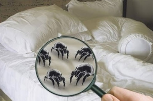 Điều đáng nói vào mùa hè, thời tiết nóng là môi trường lý tưởng để mạt nhà phát triển. Không những thế, thức ăn của chúng thường là mồ hôi cơ thể, tế bào chết của người, mùa hè lượng mồ hôi lớn, tế bào chết nhiều càng là “miếng mồi béo bở” thu hút mạt.