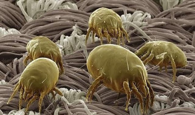 Mạt nhà không phải là côn trùng, kích thước rất nhỏ khoảng 1/4 mm. Chúng thường sống khắp nơi trong nhà từ phòng khách, phòng bếp đặc biệt là phòng ngủ. Chúng xuất hiện nhiều trong chăn màn, nệm, thảm, đồ vải, màn đồ chơi trẻ em có lông (thú bông, thú nhồi bông...). Một chiếc nệm có thể chứa đến 2 triệu con mạt nhà.