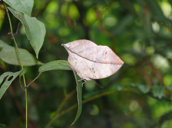 Một số loài không có độc, cũng không bắt chước các loài có độc, vì thế chúng buộc phải thay đổi hình dạng giống như cành hoặc lá cây (bướm lá khô).