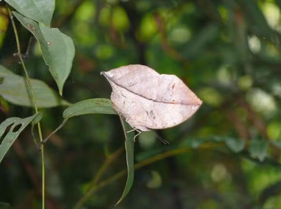 Một số loài không có độc, cũng không bắt chước các loài có độc, vì thế chúng buộc phải thay đổi hình dạng giống như cành hoặc lá cây (bướm lá khô).