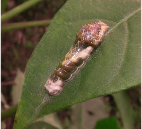 Có loài lại có hình thái giống như phân chim để che mắt kẻ thù bắt mồi.