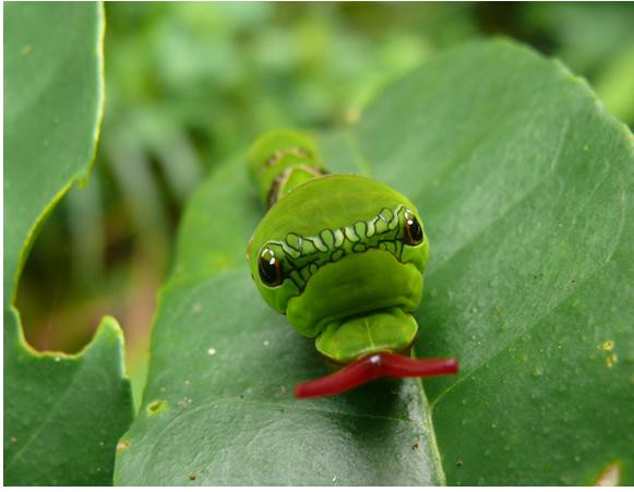 Do vậy, theo bản năng, để tồn tại, các loài bướm có nhiều cách để trốn kẻ thù. Nhiều loài sâu bướm có hình thú đáng sợ (giống với đầu rắn) để dọa kẻ thù.