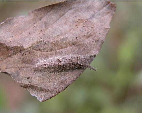 Với việc trông như chiếc lá đậu trên thân cây hay dưới tán cây, kẻ thù rất khó phát hiện ra bướm.