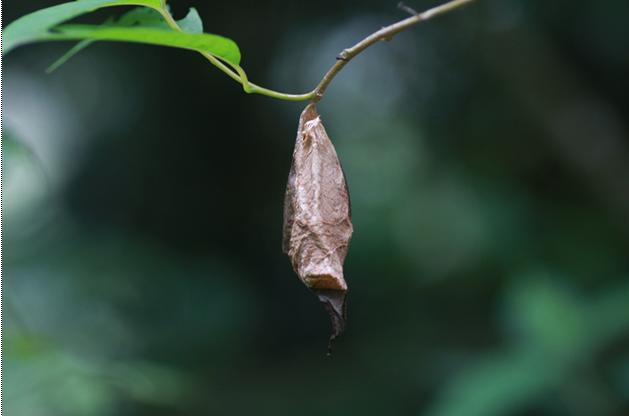 Sâu bướm còn giả làm cành cây để qua sự soi mói của kẻ thù.