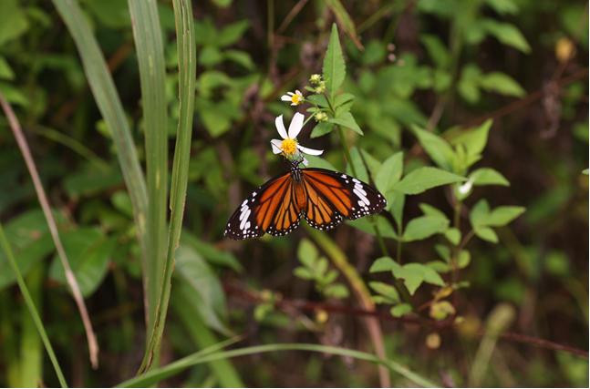 Các nhà khoa học còn phát hiện, các loài bướm sống ở khoảng trống thường có màu sắc sặc sỡ, cảnh báo kẻ thù rằng: ta có độc. Thực tế, chỉ có một số loài có màu sắc sặc sỡ là có độc, số còn lại là hoàn toàn vô hại, nhưng chúng bắt chước hình thái và màu sắc các loài có độc để dọa lại kẻ thù.