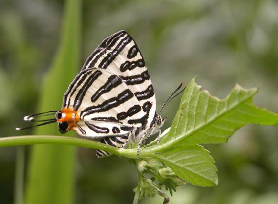 Phát triển đầu giả tuy có làm mất đi vẻ đẹp tự nhiên của bướm, song làm kiểu này mà giữ được đầu thật đó vẫn là cách tốt.