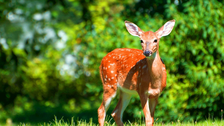 Hươu xạ Cao Bằng hay hươu xạ Việt Nam (Moschus berezovskii caobangis) phân bố ở cực bắc Việt Nam gồm Lạng Sơn, Cao Bằng, Bắc Kạn. Chúng có tầm vóc nhỏ bé, hươu xạ trưởng thành của Việt Nam chỉ đạt trọng lượng khoảng 15kg. Ở Việt Nam Hươu xạ là loài hiếm, quý vì có tuyến xạ. Xạ hươu là chất định hương tuyệt hảo và là dược liệu quý.