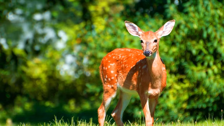Hươu xạ Cao Bằng hay hươu xạ Việt Nam (Moschus berezovskii caobangis) phân bố ở cực bắc Việt Nam gồm Lạng Sơn, Cao Bằng, Bắc Kạn. Chúng có tầm vóc nhỏ bé, hươu xạ trưởng thành của Việt Nam chỉ đạt trọng lượng khoảng 15kg. Ở Việt Nam Hươu xạ là loài hiếm, quý vì có tuyến xạ. Xạ hươu là chất định hương tuyệt hảo và là dược liệu quý.