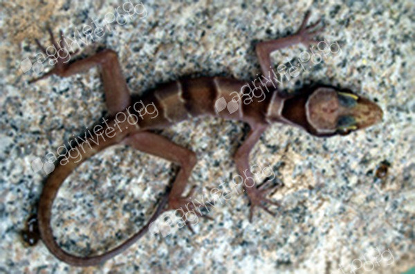 Thằn lằn chân ngón Hòn Tre (Cyrtodactylus hontreensis) là loài đặc hữu của hòn Tre thuộc tỉnh Kiên Giang, Việt Nam. Thằn lằn chân ngón hòn Tre mang những nét điển hình của loài sống trong hang động như mắt to, mõm dài, chi thon, trên lưng có ba vạch lớn nâu đậm viền trắng nhạt.