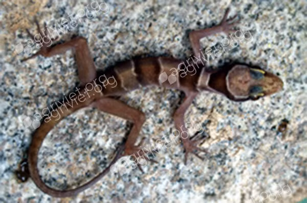 Thằn lằn chân ngón Hòn Tre (Cyrtodactylus hontreensis) là loài đặc hữu của hòn Tre thuộc tỉnh Kiên Giang, Việt Nam. Thằn lằn chân ngón hòn Tre mang những nét điển hình của loài sống trong hang động như mắt to, mõm dài, chi thon, trên lưng có ba vạch lớn nâu đậm viền trắng nhạt.