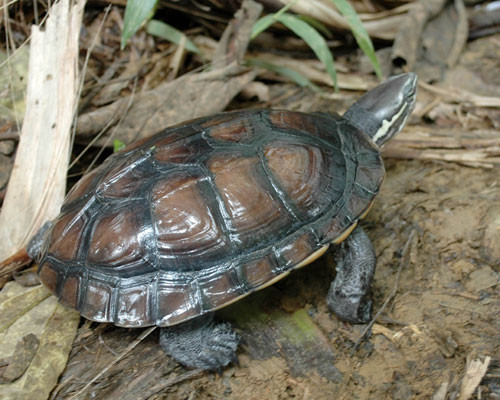 Rùa Trung bộ (Mauremys annamensis) là loài rùa nước ngọt, con trưởng thành nặng khoảng 1 kg đến 2 kg, thường sống ở các đầm lầy và ao, hồ nhỏ. Rùa Trung bộ là loài đặc hữu của một vùng nhỏ ở miền Trung Việt Nam. Hiện nay loài này hầu như không còn tồn tại trong tự nhiên.
