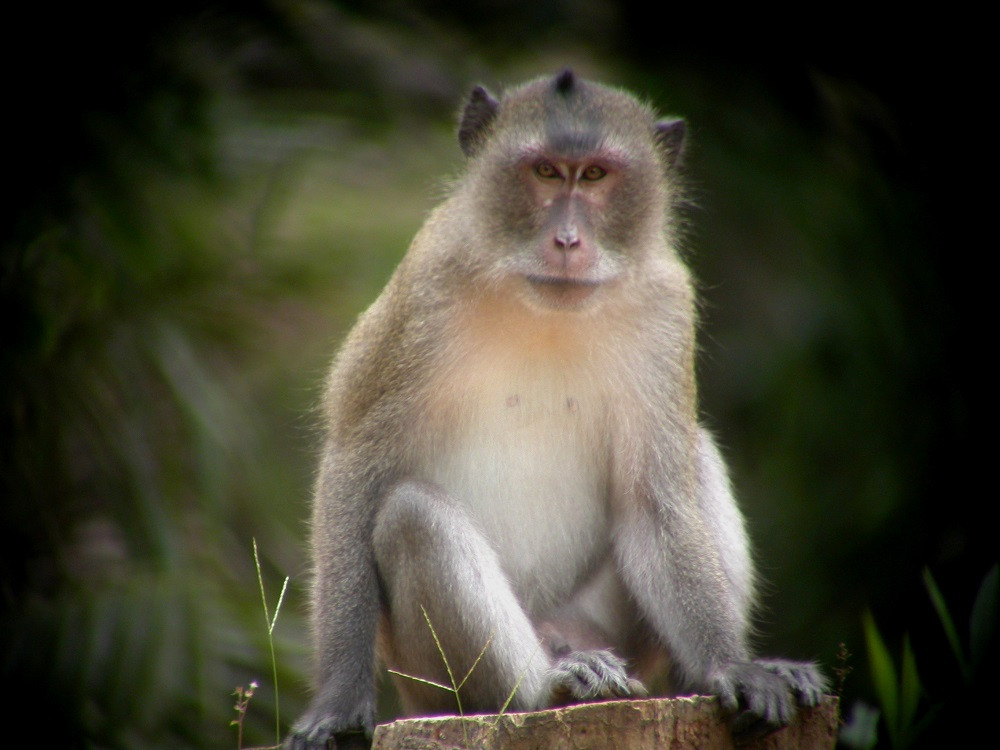 Khỉ đuôi dài Côn Đảo (Macaca fascicularis condorensis) tập trung ở vùng Côn Đảo, Phú Quốc và là loài đặc hữu của Việt Nam. Chúng sống trong rừng rậm nguyên sinh, thứ sinh, rừng tre nứa, rừng thường xanh. Hiện nay số lượng loài này đang suy giảm rõ rệt do rừng bị chặt phá và bị săn bắt để lấy thịt, nấu cao, buôn bán và xuất khẩu.