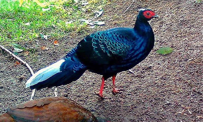 Gà lôi lam đuôi trắng (Lophura hatinhensis) là động vật đặc hữu ở miền Trung Việt Nam. Sinh cảnh ưa thích của chúng là các vùng rừng tre nứa, các vùng rừng thường xanh đất thấp (dưới 300m so với mặt biển).