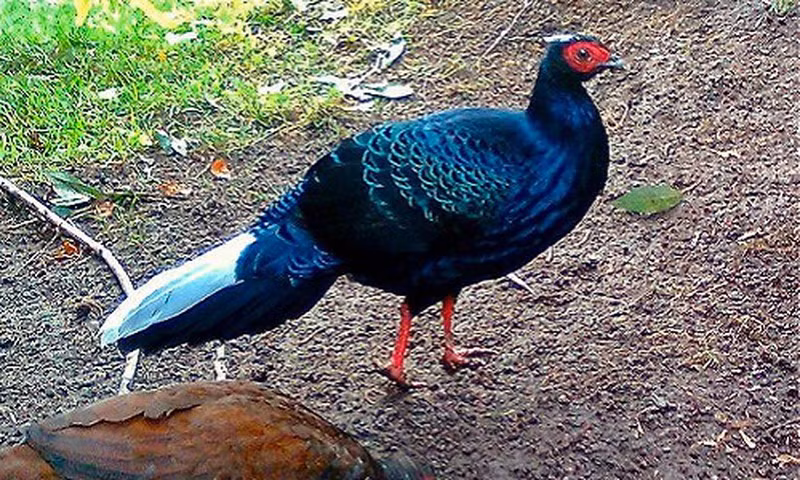 Gà lôi lam đuôi trắng (Lophura hatinhensis) là động vật đặc hữu ở miền Trung Việt Nam. Sinh cảnh ưa thích của chúng là các vùng rừng tre nứa, các vùng rừng thường xanh đất thấp (dưới 300m so với mặt biển).