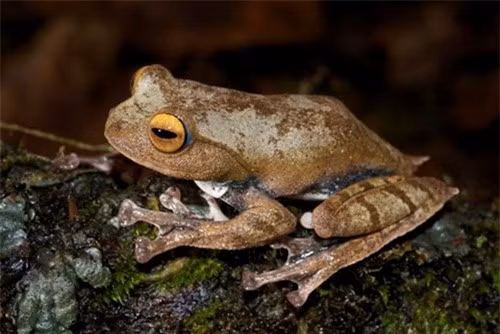 Ếch cây ma cà rồng (Rhacophorus vampyrus) là một loài động vật độc lạ được các nhà khoa học phát hiện vào năm 2010. Tên gọi ma cà rồng do trong giai đoạn nòng nọc, miệng chúng có hai chiếc "răng nanh" màu đen thò ra trông giống hình tượng con quỷ hút máu huyền thoại văn hóa phương Tây.