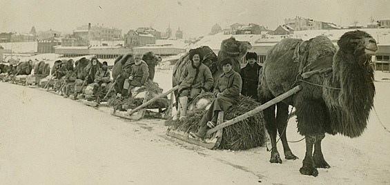 Nó có thể giữ được độc tính ngay cả sau khi người dân sử dụng nó làm bánh bánh mì và nướng trong lò ở nhiệt độ cao.