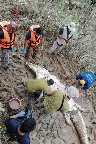 Nhưng có rất nhiều người không giữ được tính mạng như Melissa, chẳng hạn như Ricky Ganya. Năm 2020, cậu bé 14 tuổi bị cá sấu kéo xuống nước trong lúc nhặt ốc ở bờ sông Kuching, Malaysia. Các nhân viên cứu hộ dùng gà sống để dụ con quái vật. Khi mổ bụng nó, họ phát hiện thi thể của Ricky.