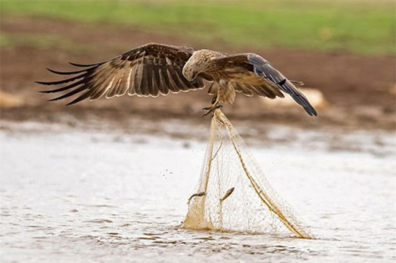 Diều hâu trộm cá của ngư dân tại hồ Hesaraghatta, thành phố Bengaluru, Ấn Độ.