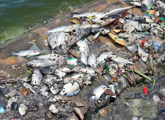 Lãnh đạo UBND phường Yên Sở cũng cho rằng, nguyên nhân ban đầu khiến cá chết hàng có thể loạt do thay đổi thời tiết bất thường. Tuy nhiên, dù hiện tượng cá chết đã mấy ngày qua, nhưng đến nay vẫn chưa có kết quả nào về phân tích mẫu nước để khẳng định chính xác nguyên nhân cá chết ở hồ này. Cá chết trôi dạt lên cả mép hồ, với thời tiết nắng nóng làm xác cá phân hủy nhanh, bốc mùi rất khó chịu.