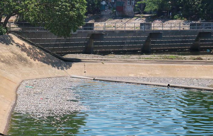 Dù đã được thu dọn mấy ngày qua, nhưng sau thu dọn không lâu thì gió lại đẩy cá chết ở trong hồ vào sát bờ 