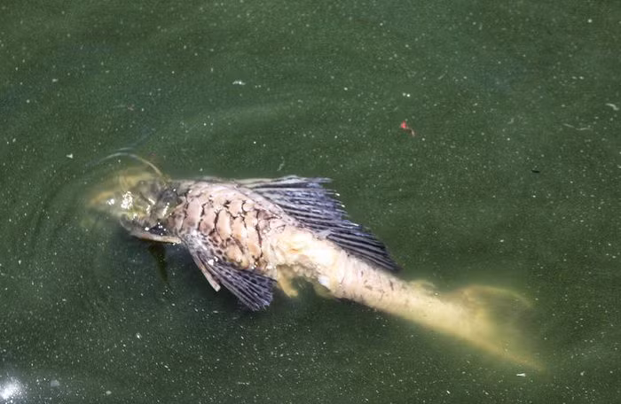 Trước việc cá chết nổi trắng hồ nhiều ngày qua, lãnh đạo UBND phường Yên Sở, quận Hoàng Mai cho biết, đơn vị này đã nắm được tình hình, nhưng giải pháp mới chỉ dừng ở mức thu dọn cá chết để hạn chế ô nhiễm.