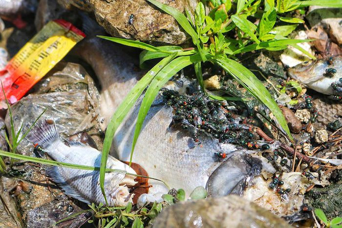 Trong những ngày qua, theo lãnh đạo phường Yên Sở, khi những lớp cá chết được gió thổi vào ven bờ, các lực lượng lại tiến hành thu gom để giảm bớt mùi hôi thối.