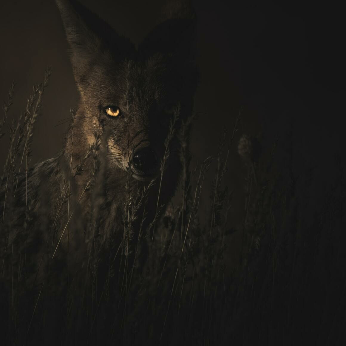 Do chưa thể "tóm" được con Chupacabra nào nên tất cả những điều trên chỉ dừng lại ở giả thuyết. Đến nay, giới khoa học chưa thể tìm được bằng chứng chắc chắn nào để khẳng định sinh vật hút máu đó có thật hay không.