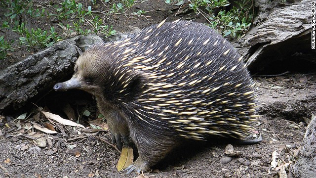 Thú huyệt là động vật có vú duy nhất đẻ trứng. Chúng chỉ được tìm thấy ở Australia và New Guinea, đại diện là loài thú mỏ vịt và bốn loài thú lông nhím. Giống tất cả loài động vật có vú, thú huyệt có lông và cho sữa, nhưng thiếu núm vú. Ảnh: Judy Johnson.