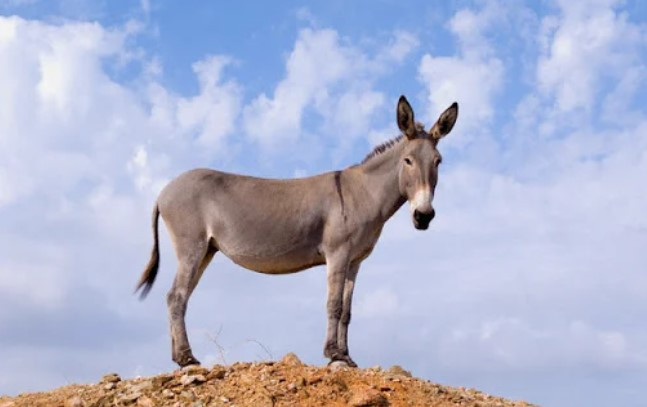 Con cua lua va ngua la con la, vay con cua la la gi?