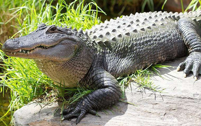 Tháng 12/2020, một cậu bé 8 tuổi người Malaysia bị cá sấu cắn chết ở nơi cách nhà chỉ vài mét. Tháng 3/2021, Dimas Mulkan Saputra bị một con cá sấu dài 8 m lôi xuống nước khi đang câu cá cùng cha bên bờ sông Tempakul, Đông Kalimantan, Indonesia.