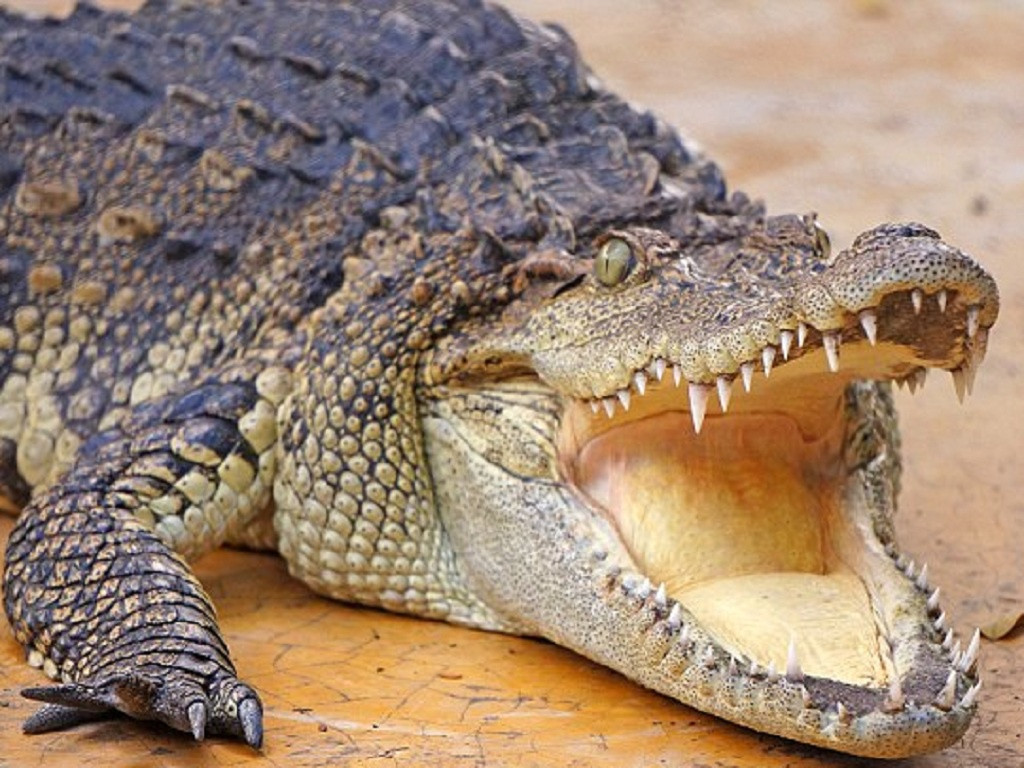 Osama, một con cá sấu 75 tuổi dài 5 m, là nỗi kinh hoàng với người dân làng Luganga, Uganda trong suốt khoảng thời gian từ năm 1991 đến năm 2005. Con quái vật đã ăn thịt 80 người trong làng, kể cả trẻ em, và "gần như bất tử".