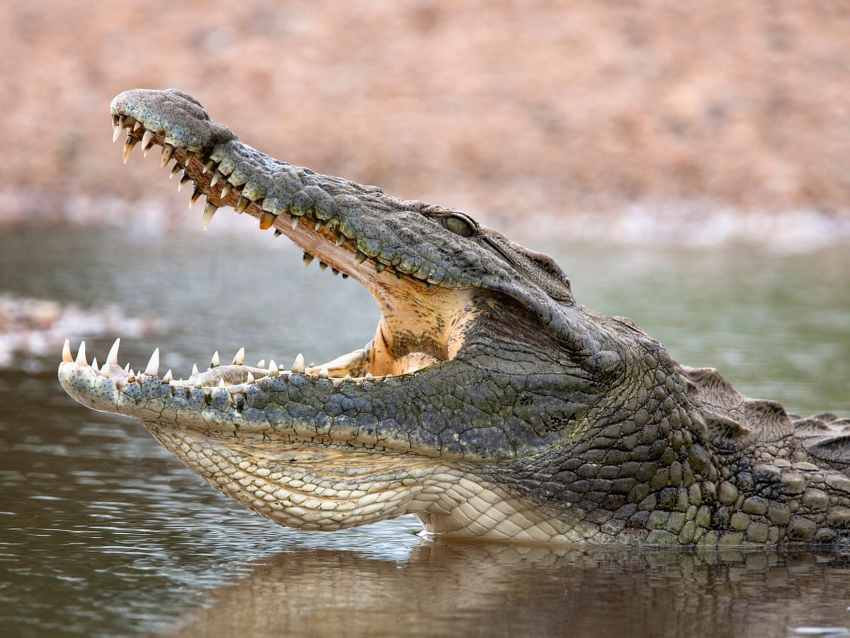 Sau gần 1 tuần, con cá sấu mắc vào bẫy và bị giết chết. Dù tóm được con vật nguy hiểm trên, Cục Động vật hoang dã vẫn đưa cảnh báo người dân nên cẩn thận hơn khi hoạt động trên sông.